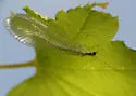 Nineta gravida - photo 4