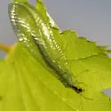 Nineta gravida - photo 5