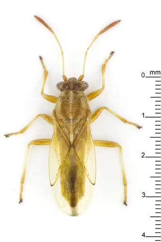 Ninidae - photo 2