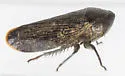 Nionia palmeri - Nionia palmeri
