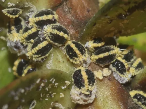 Golden Mealybug - photo 2