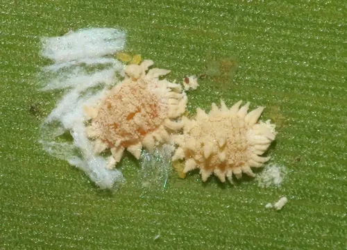 coconut mealybug