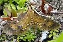 Water Hyacinth Moth - Hodges#5149 - Niphograpta albiguttalis