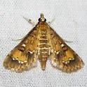 Water Hyacinth Moth - Hodges#5149 - photo 2