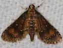 Water Hyacinth Moth - Hodges#5149 - photo 3