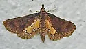 Water Hyacinth Moth - Hodges#5149 - photo 4