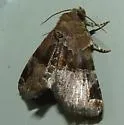 Hops Angleshade - Hodges#9558.1 - Niphonyx segregata