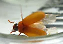 Nipponoserica peregrina - photo 2