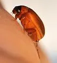 Nipponoserica peregrina - photo 3