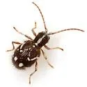 Niptinus ovipennis