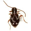 Niptinus ovipennis - photo 2