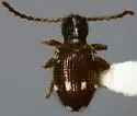 Niptinus ovipennis - photo 3