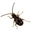 Niptinus unilineatus
