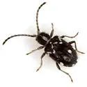 Niptinus unilineatus - photo 2