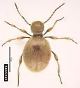 Golden Spider Beetle