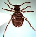 Niptus ventriculus - photo 2