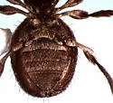 Niptus ventriculus - photo 3