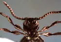 Niptus ventriculus - photo 4