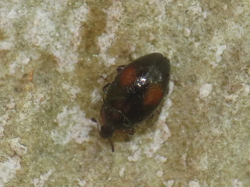 Nipus biplagiatus - photo 2