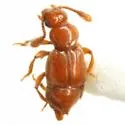 Nisaxis caudata