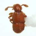 Nisaxis caudata - photo 2