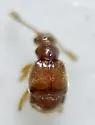 Nisaxis tomentosa