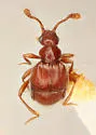 Nisaxis tomentosa - photo 3