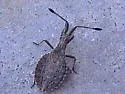 Nisoscolopocerus apiculatus