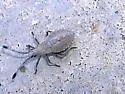 Nisoscolopocerus apiculatus - photo 2
