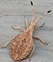 Nisoscolopocerus apiculatus - photo 3