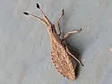 Nisoscolopocerus apiculatus - photo 4