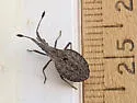 Nisoscolopocerus apiculatus - photo 5