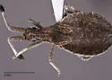 Nisoscolopocerus schuhi