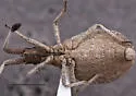 Nisoscolopocerus schuhi - photo 2