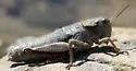 Olympic grasshopper