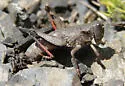 Olympic grasshopper - photo 3
