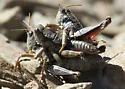 Olympic grasshopper - photo 5