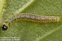 Black-dotted Birch Leaftier Moth - Hodges#0944