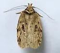 Nites maculatella - Hodges#0945 - photo 4