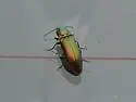 Green Click Beetle - Nitidolimonius resplendens