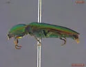 Green Click Beetle - photo 3