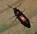 Green Click Beetle - photo 4