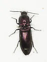 Green Click Beetle - photo 5