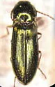 Nitidolimonius weidtii