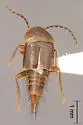 Nitidotachinus agilis - Nitidotachinus agilis