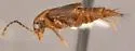 Nitidotachinus agilis - photo 2