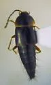 Nitidotachinus horni