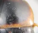 Nitidotachinus horni - photo 2