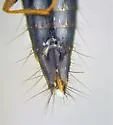 Nitidotachinus horni - photo 3