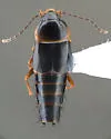 Nitidotachinus horni - photo 4
